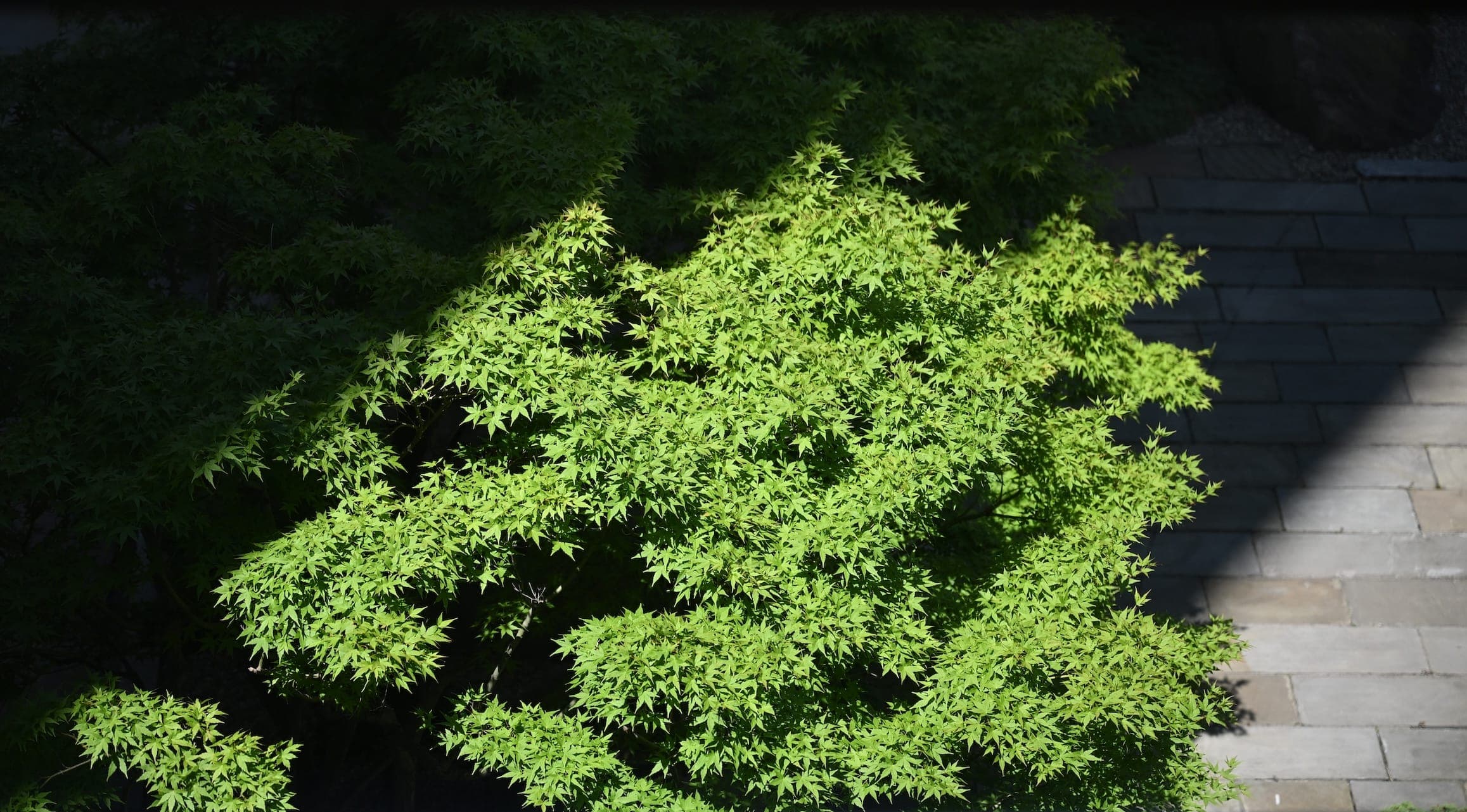 Sunlight falls across the leaves of a tree in the United Nations garden.